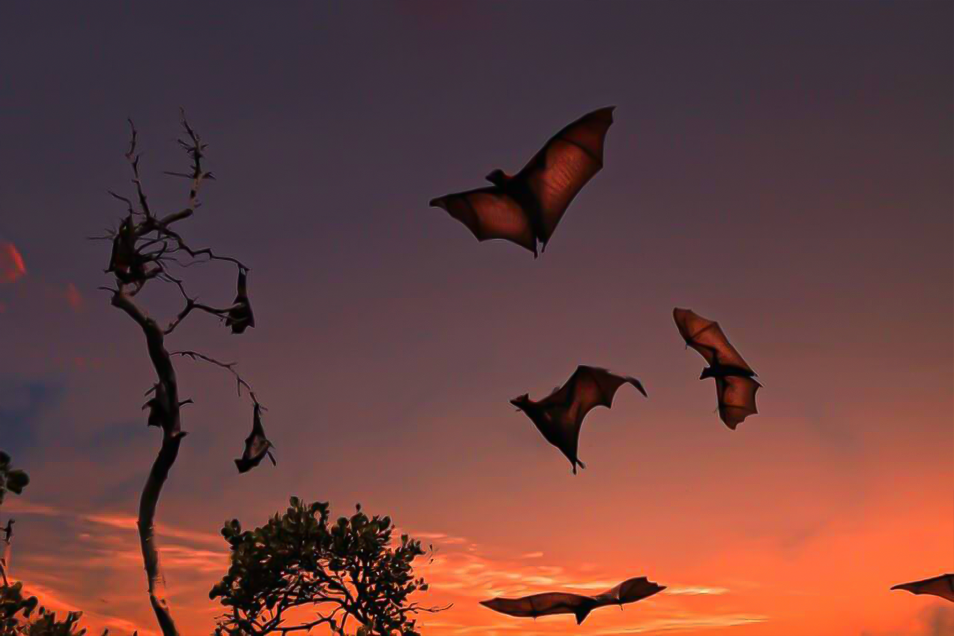 Half-Day Komodo Sunset Cruise – Kelor Island, Menjerite Reef & Kalong Bats