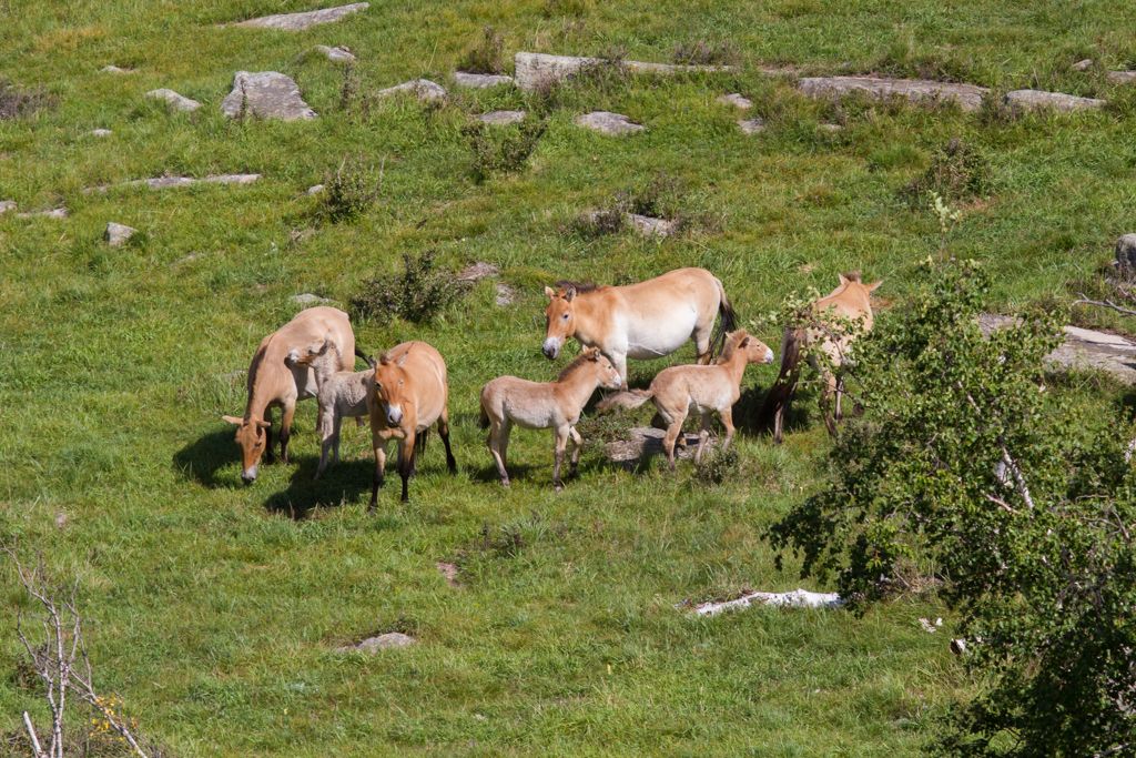 Gobi Desert & Nomadic Experience Tour – 6 Days Mongolia