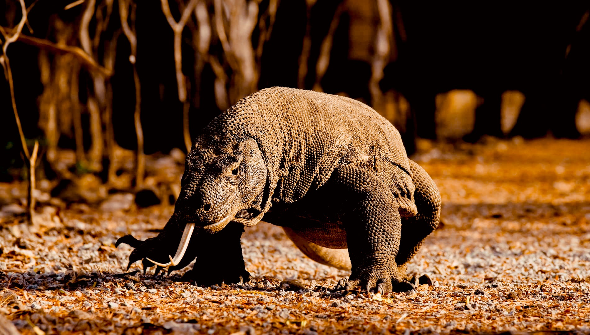 Image of Exclusive Komodo National Park Day Tour – Superior Speedboat Experience