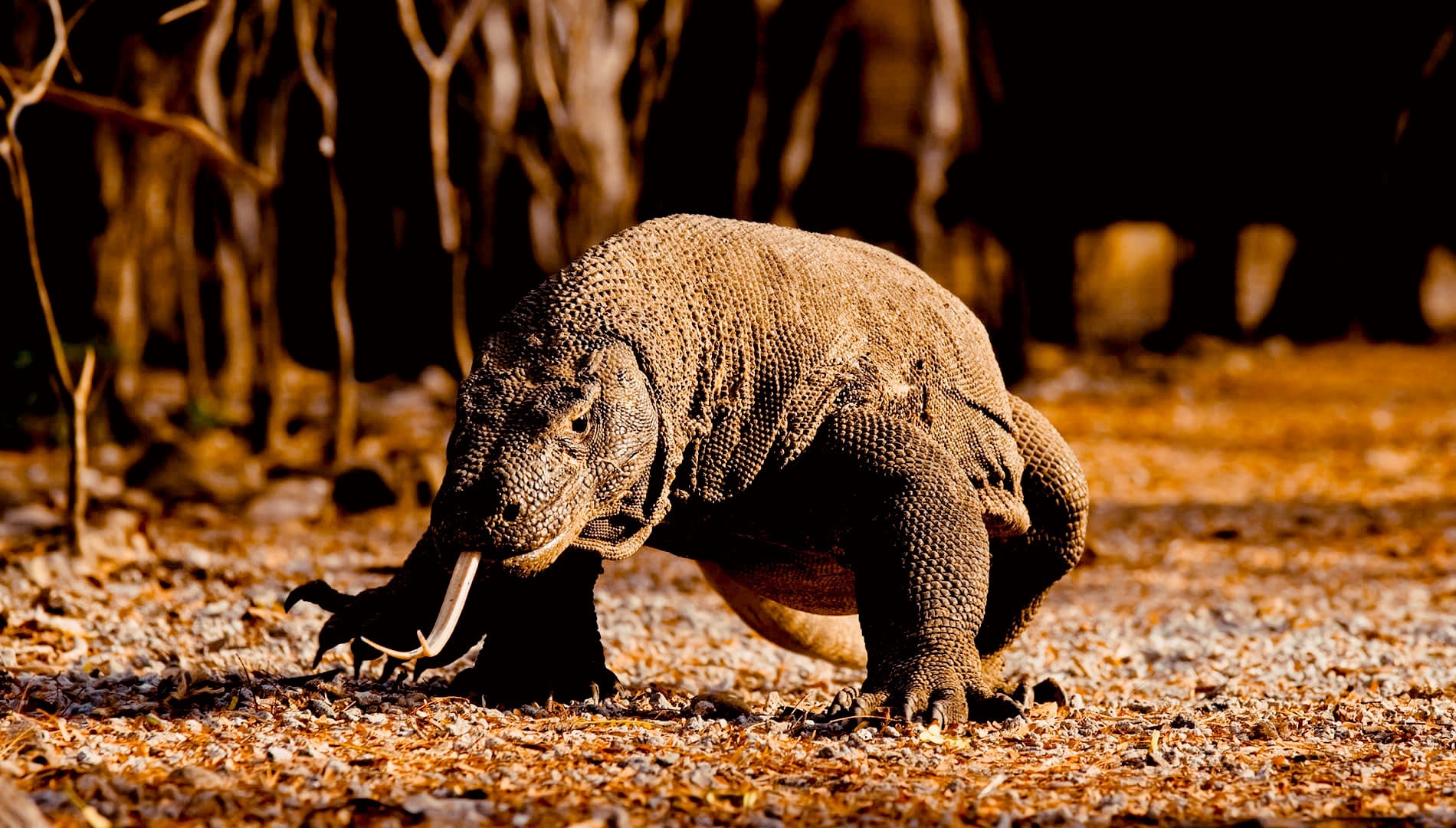 Komodo National Park Private Phinisi Tour – 2 Days Family Adventure