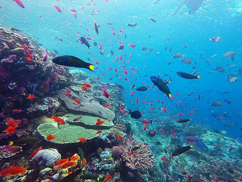 Image of Ultimate Komodo Diving Experience: Manta Point, Castle Rock & Hidden Reefs