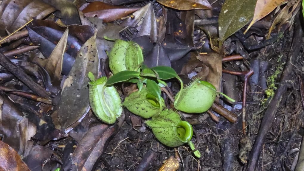 Image of FROGGING AT KUBAH NATIONAL PARK