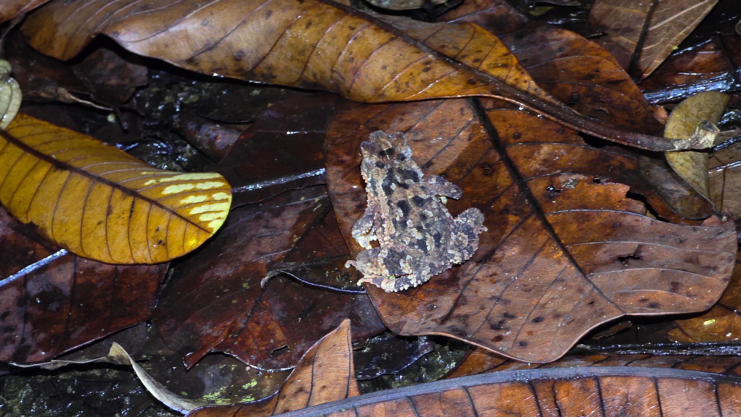 Image of FROGGING AT KUBAH NATIONAL PARK