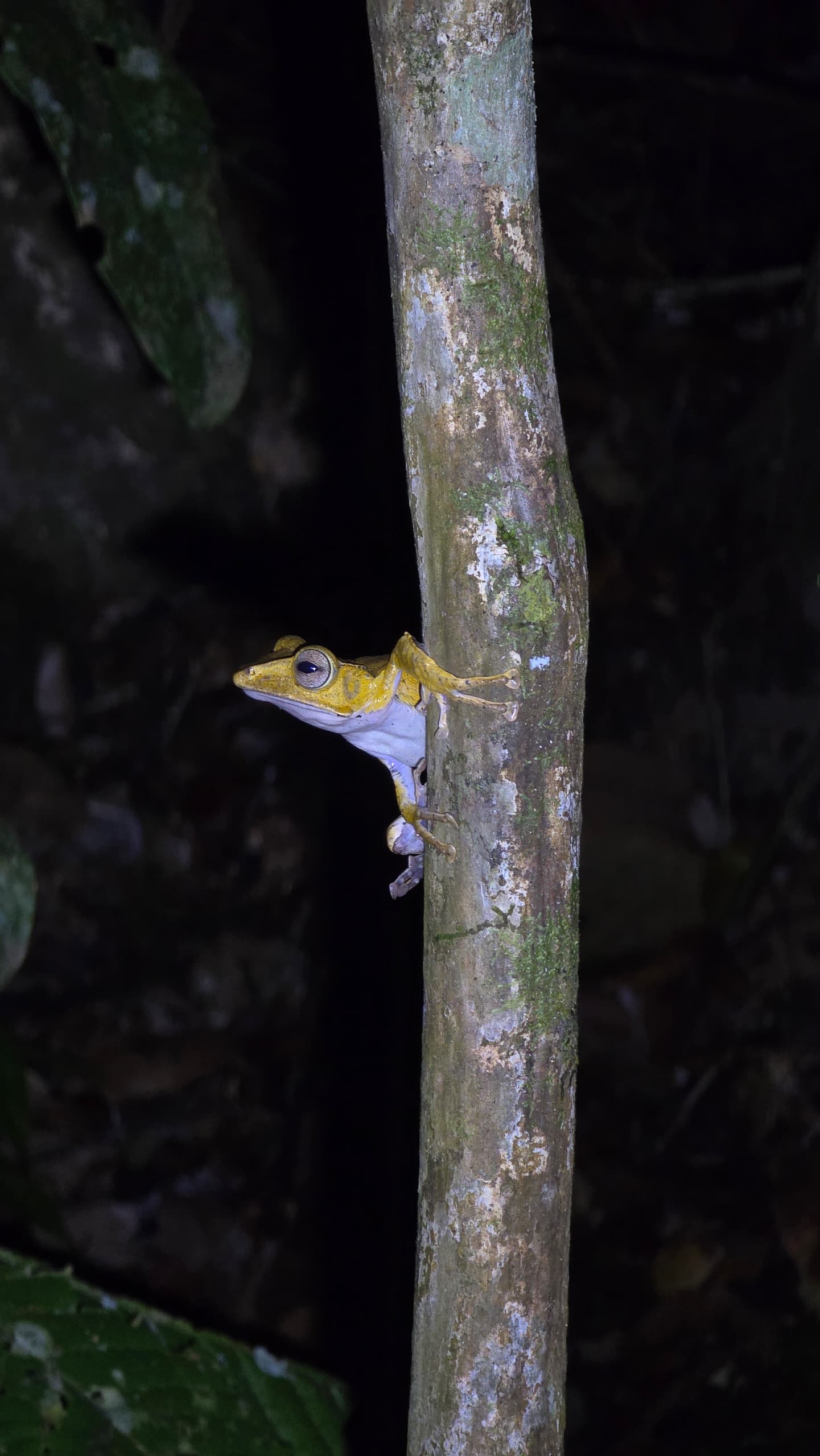 FROGGING AT KUBAH NATIONAL PARK