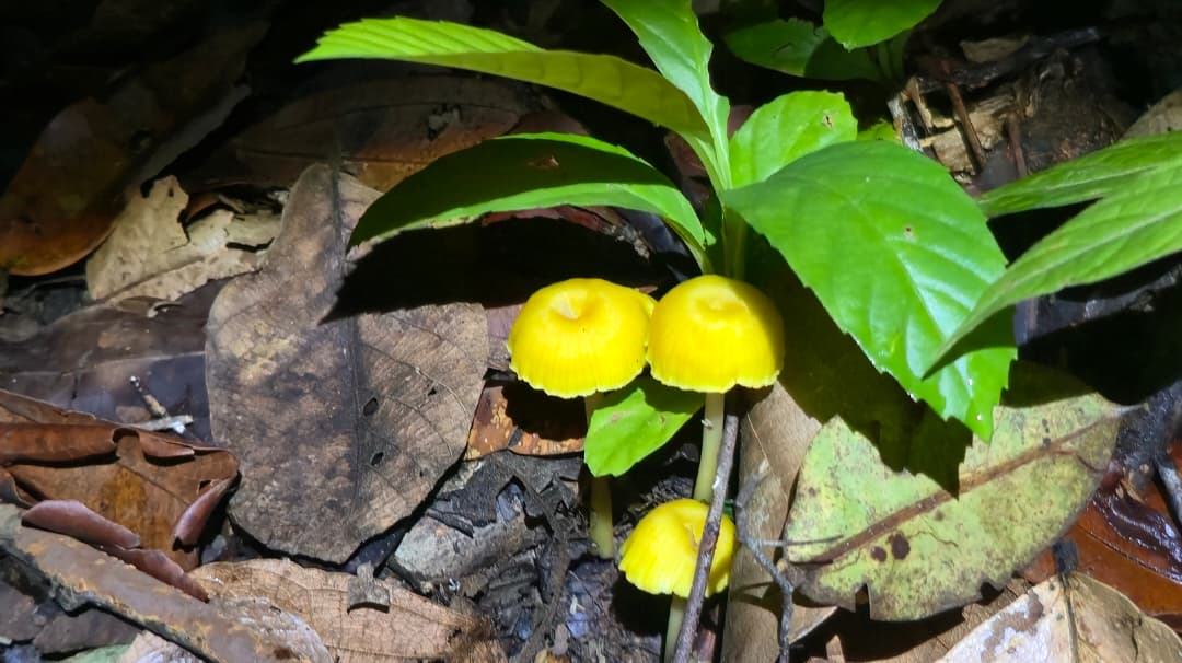 Image of FROGGING AT KUBAH NATIONAL PARK