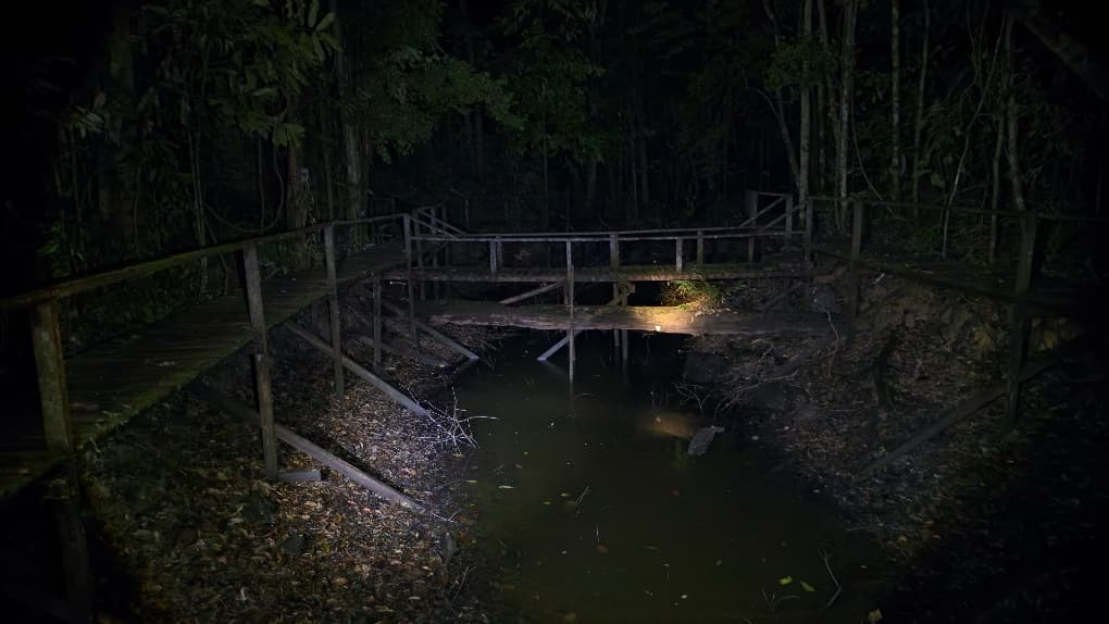 FROGGING AT KUBAH NATIONAL PARK