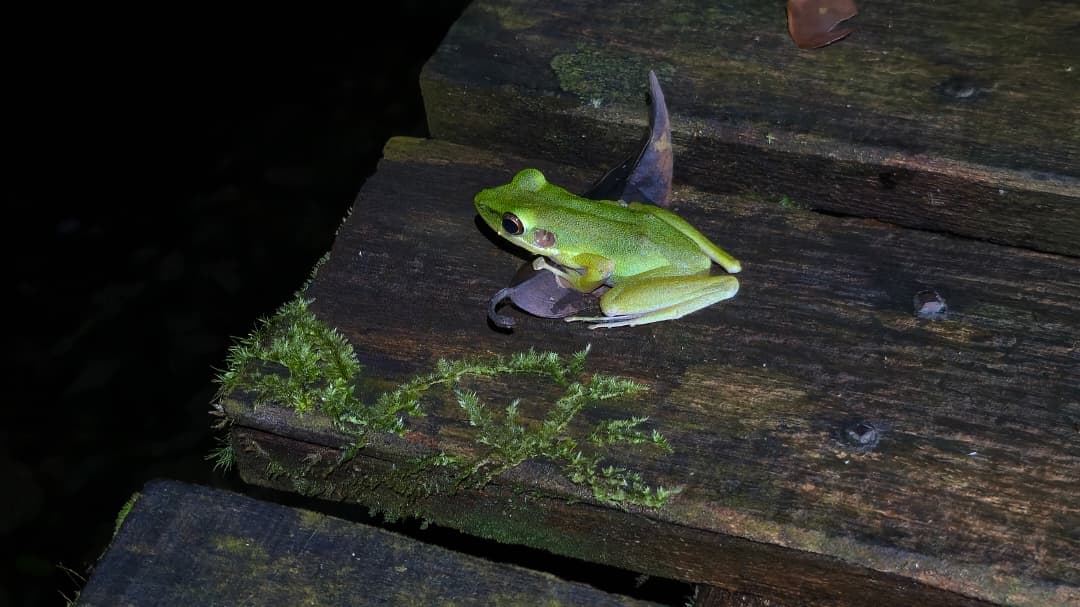 FROGGING AT KUBAH NATIONAL PARK