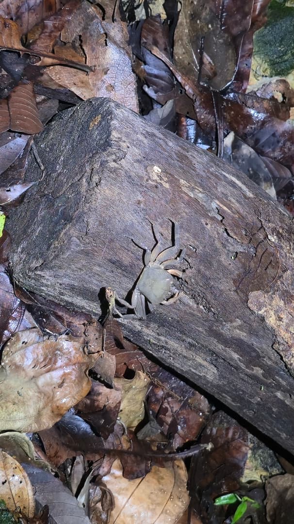FROGGING AT KUBAH NATIONAL PARK
