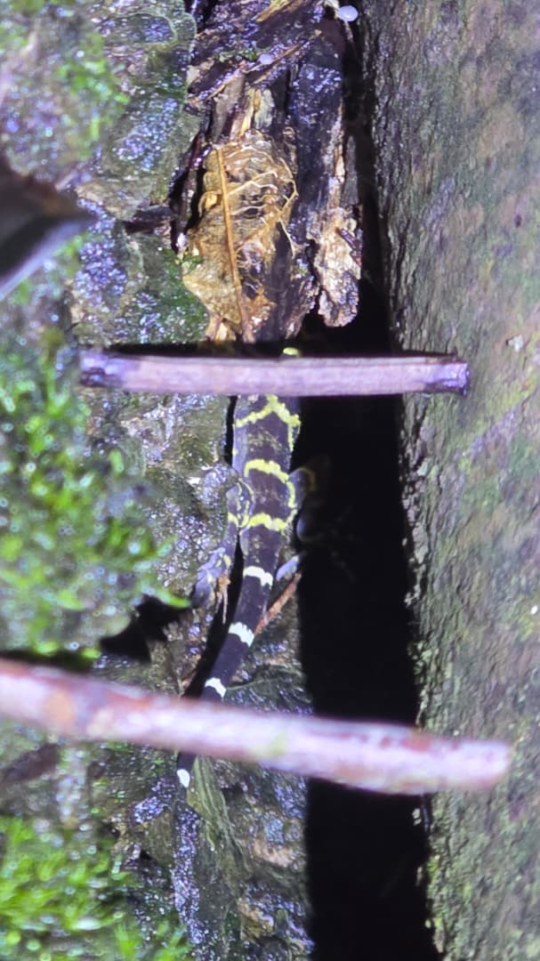 FROGGING AT KUBAH NATIONAL PARK