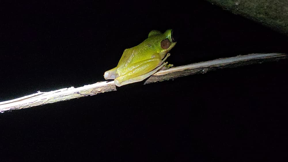 FROGGING AT KUBAH NATIONAL PARK