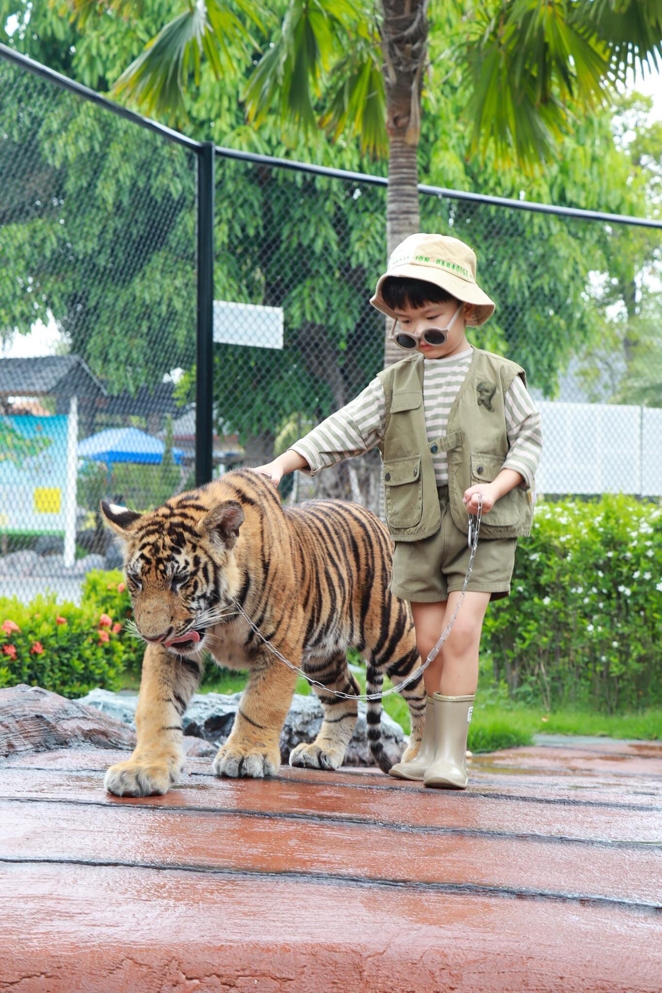 Image of Wildlife & Wonders: Ayutthaya Lion Park, Thai Costume & Ancient Temples Adventure