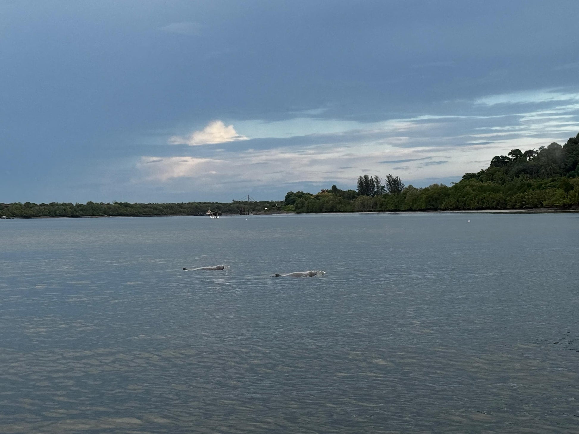 KUCHING MANGROVE WILDLIFE & FIREFLIES (PRIVATE TOUR)