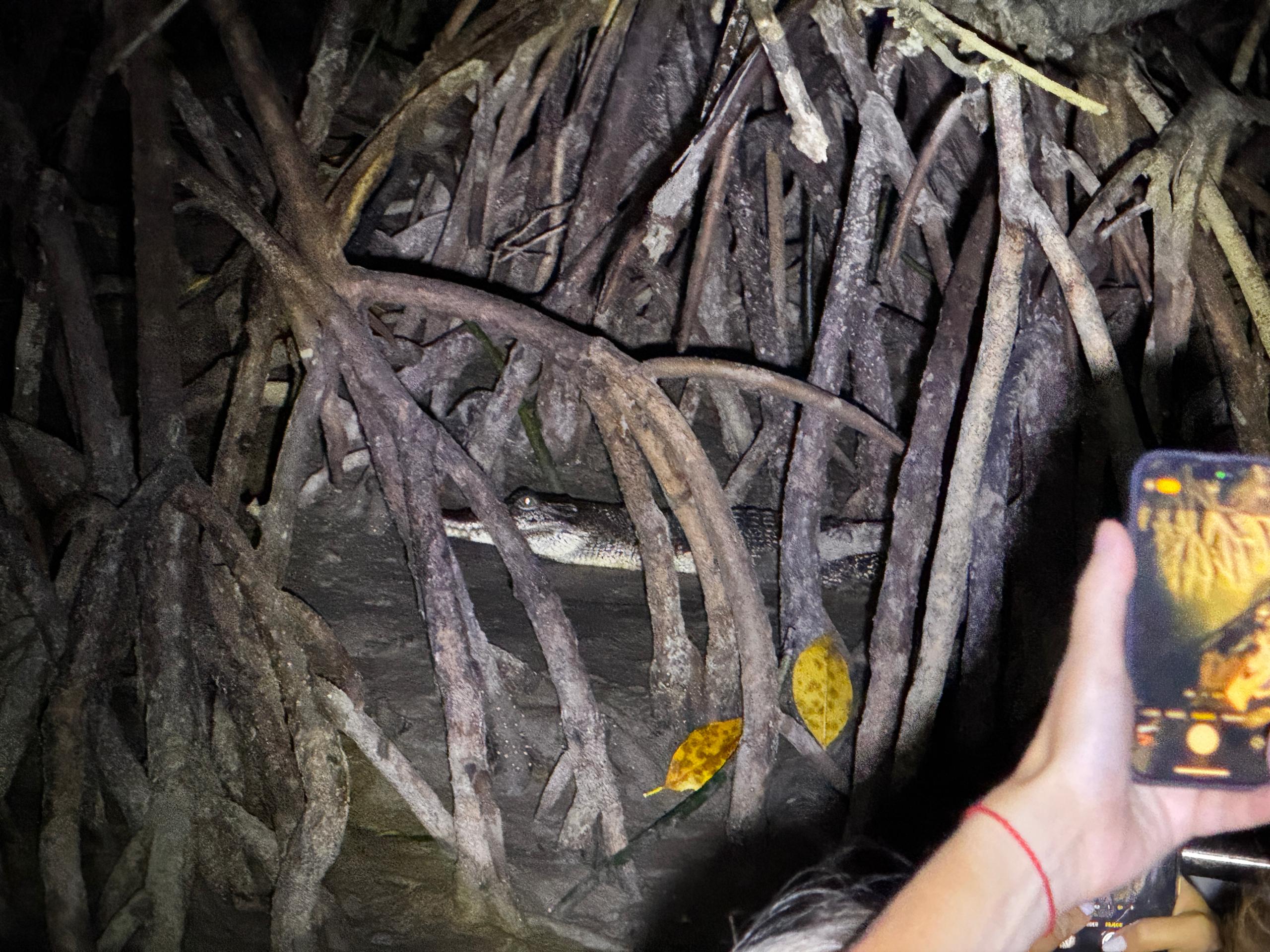 Image of KUCHING MANGROVE WILDLIFE & FIREFLIES (PRIVATE TOUR)
