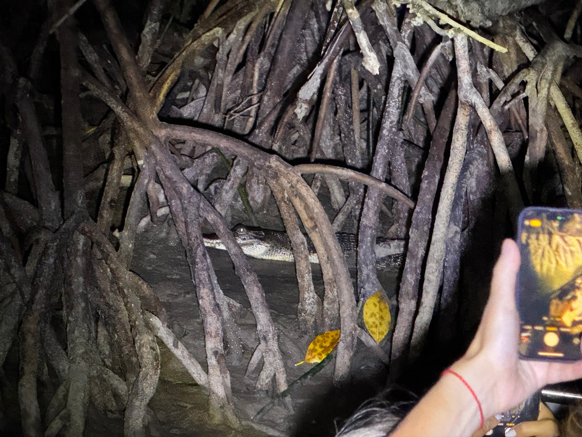 KUCHING MANGROVE WILDLIFE & FIREFLIES (PRIVATE TOUR)