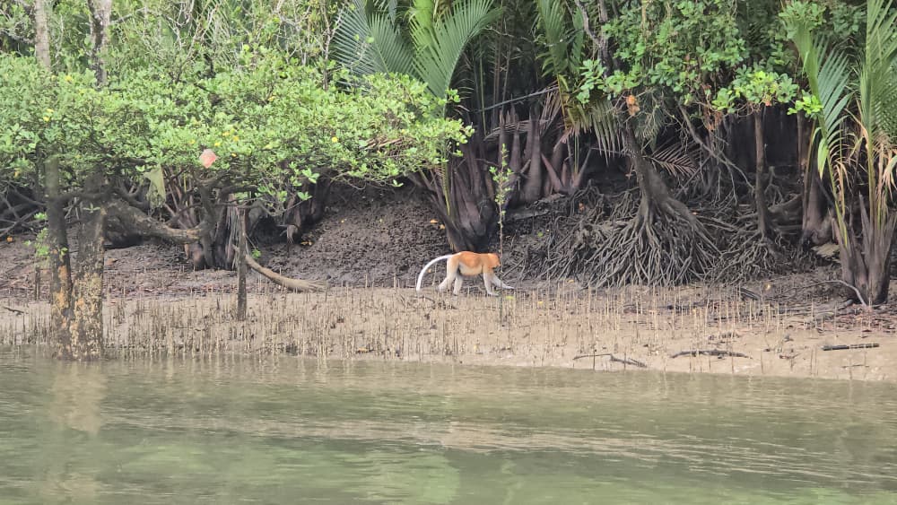 Image of KUCHING MANGROVE WILDLIFE & FIREFLIES (PRIVATE TOUR)