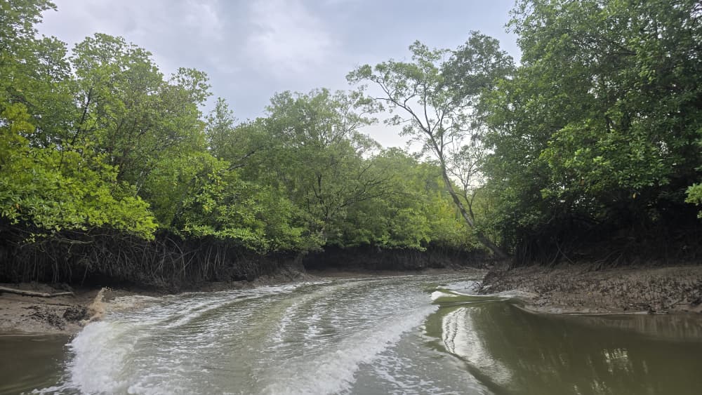 Image of KUCHING MANGROVE WILDLIFE & FIREFLIES (PRIVATE TOUR)