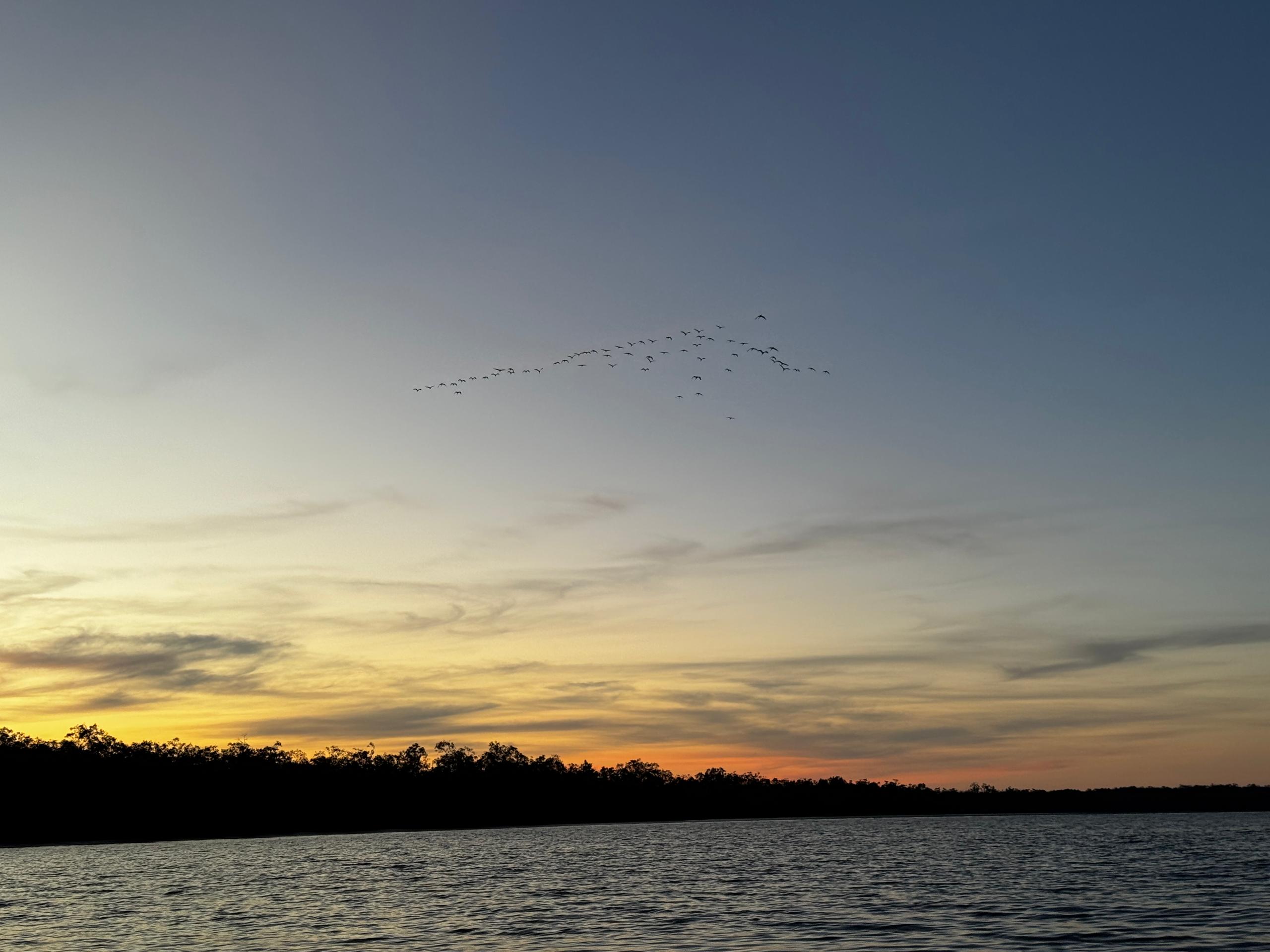Image of KUCHING MANGROVE WILDLIFE & FIREFLIES (PRIVATE TOUR)