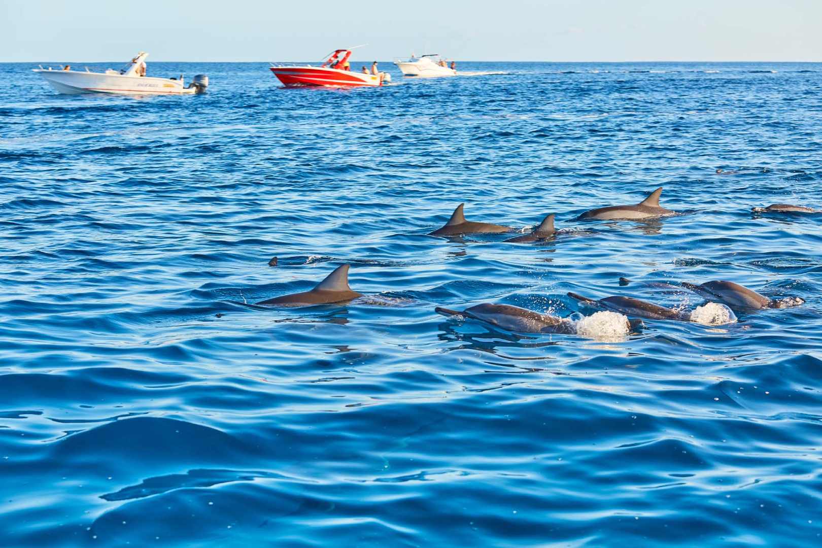 Image of Mauritius Whale & Dolphin Safari – Nature’s Most Emotional Experience