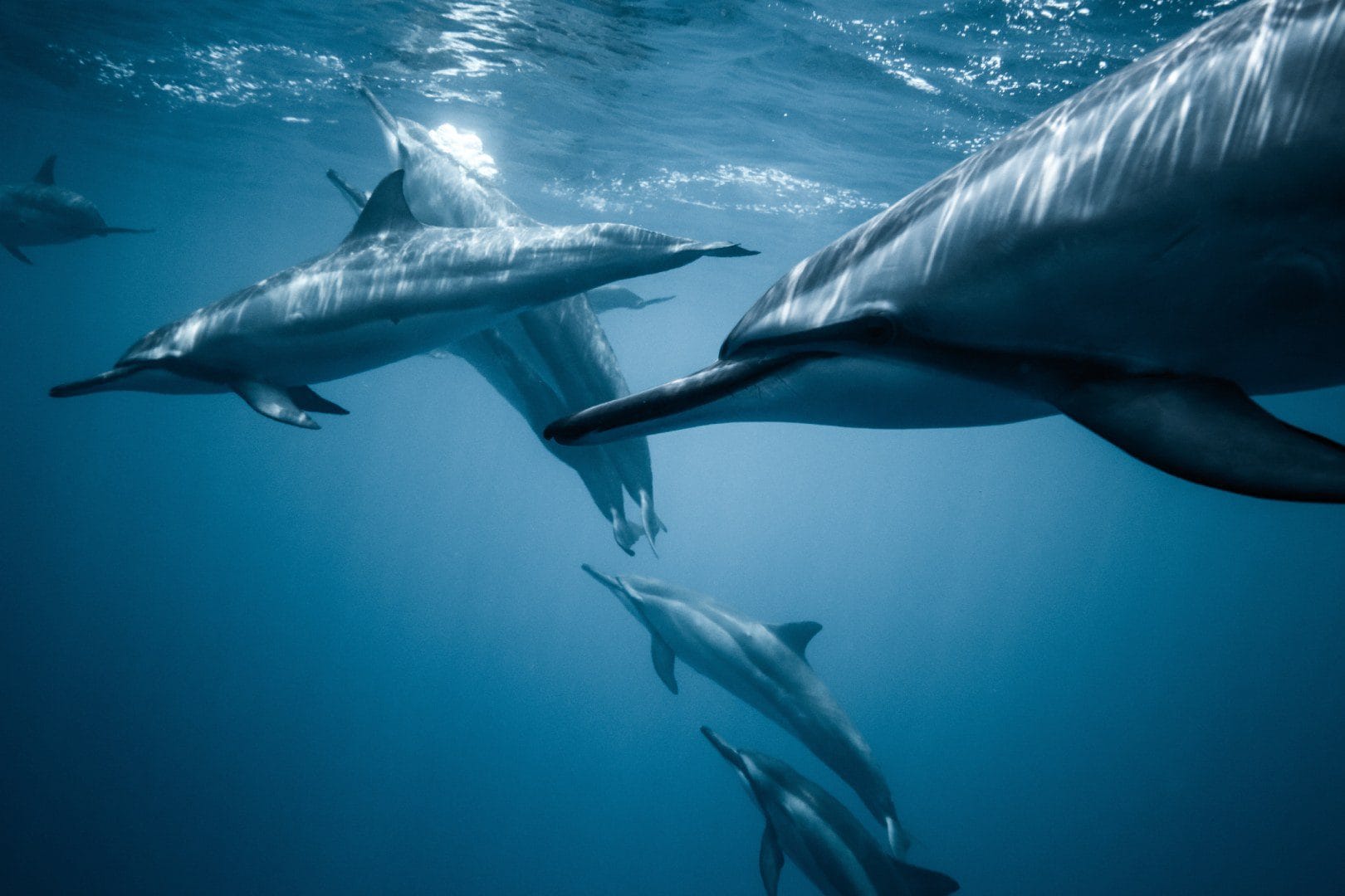 Swim with Dolphins & Island Escape – Crystal Rock & Île aux Bénitiers Tour