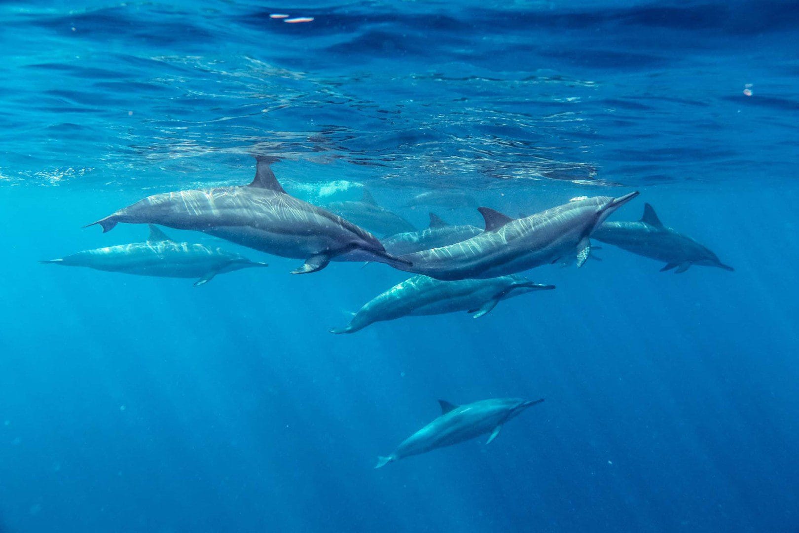 Image of Mauritius Whale & Dolphin Safari – Nature’s Most Emotional Experience