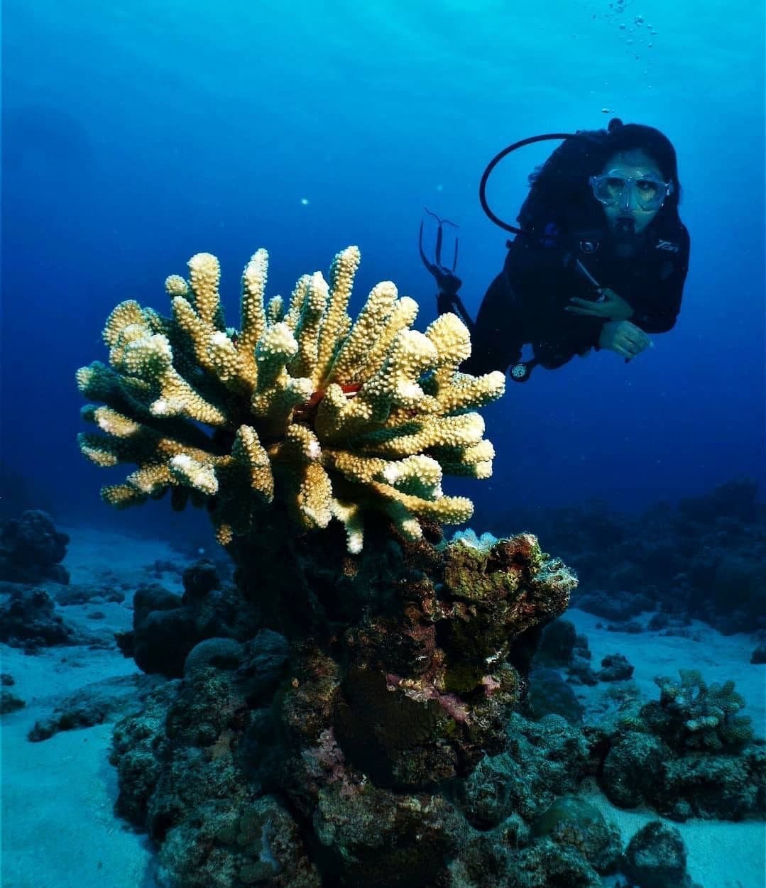 Image of Scuba Diving in Mauritius – Explore Coral Gardens & Historic Wrecks