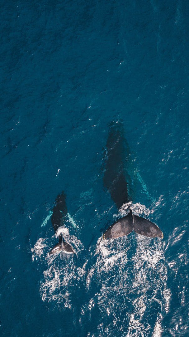 Image of Mauritius Whale & Dolphin Safari – Nature’s Most Emotional Experience