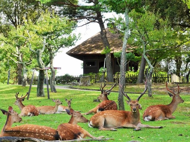 Arashiyama & Nara Day Trip from Osaka