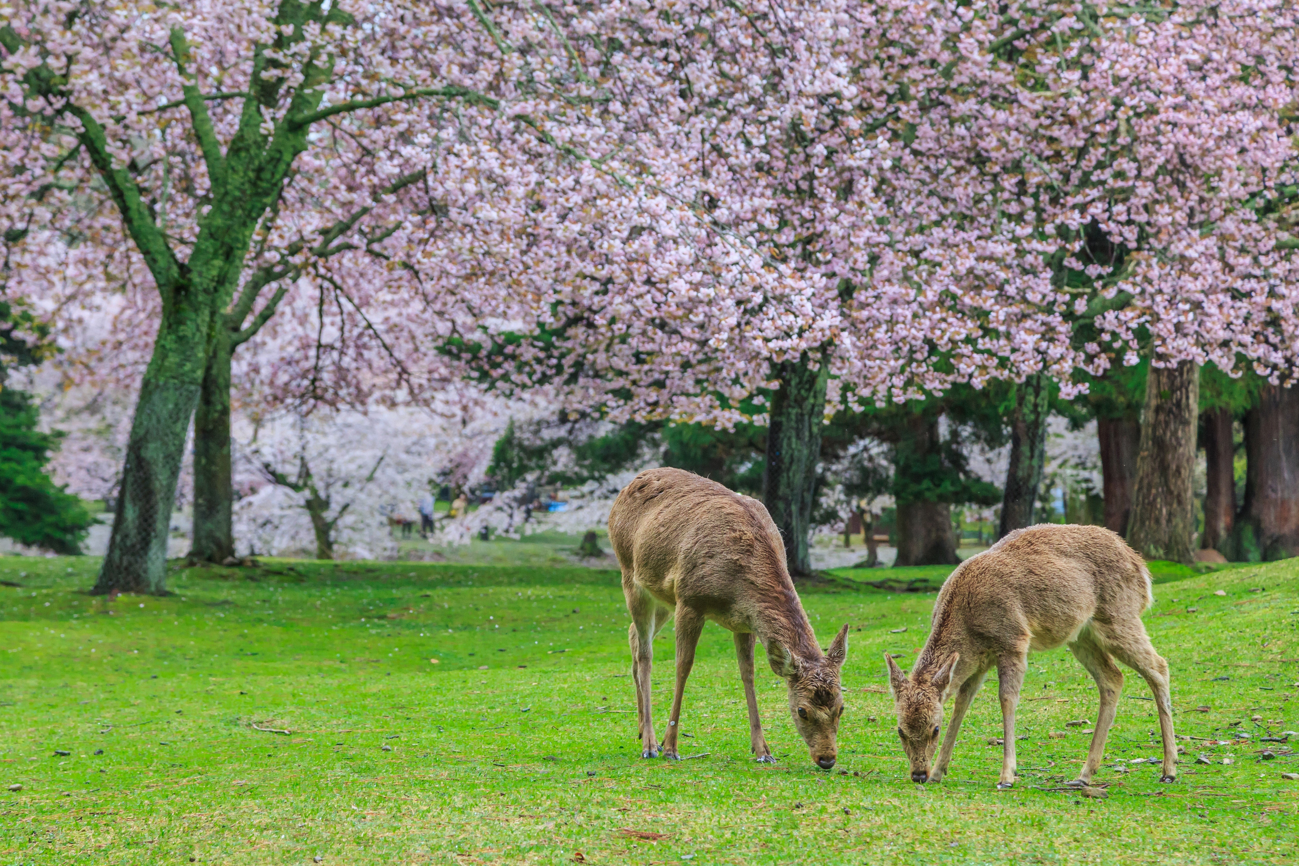 Image of Kyoto & Nara Cultural Day Tour: Fushimi Inari, Todaiji & Deer Park
