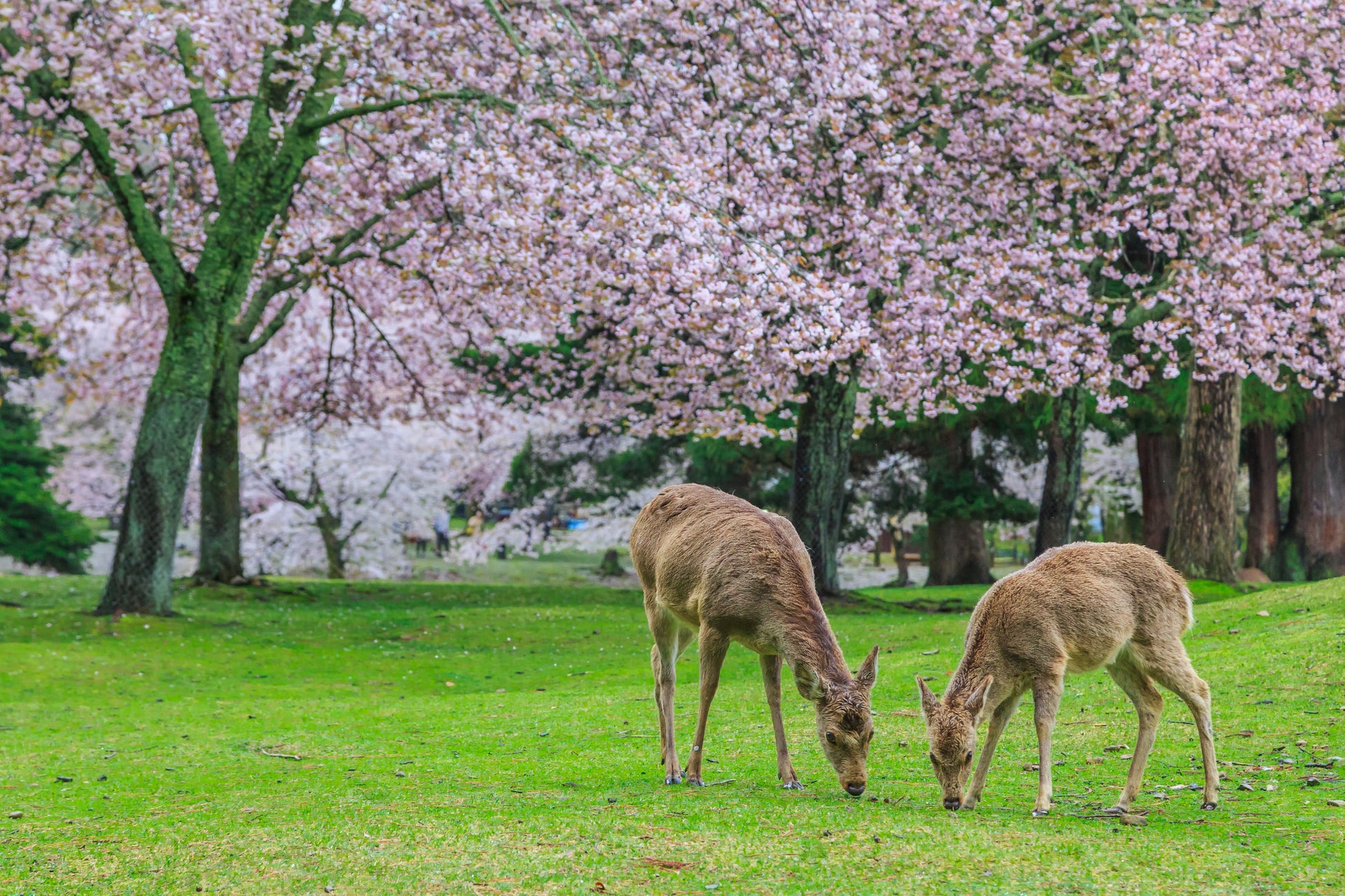 Kyoto & Nara Cultural Day Tour: Fushimi Inari, Todaiji & Deer Park