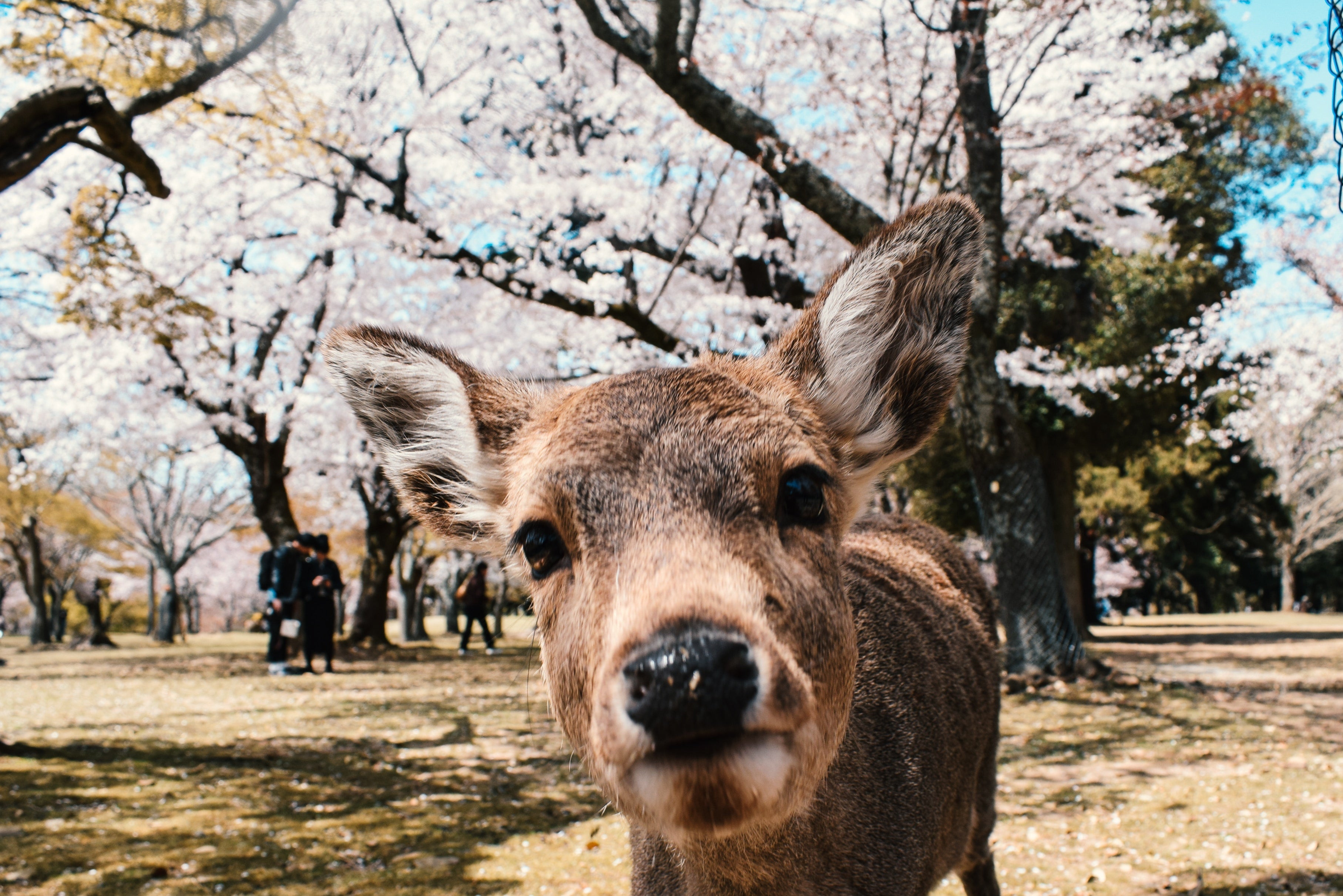 Image of Best Osaka Kyoto Nara Tour with Universal Studio Japan (5D4N)