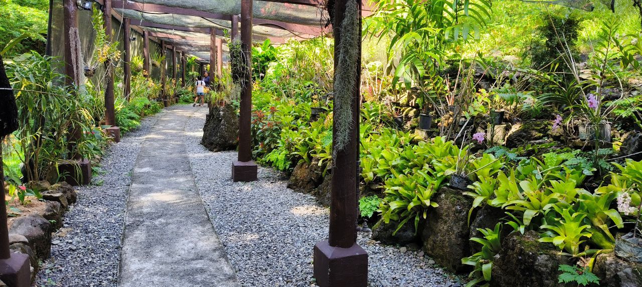 [Morning Session] Best of Nadi Highlights: Culture, Markets & Hot Springs Tour