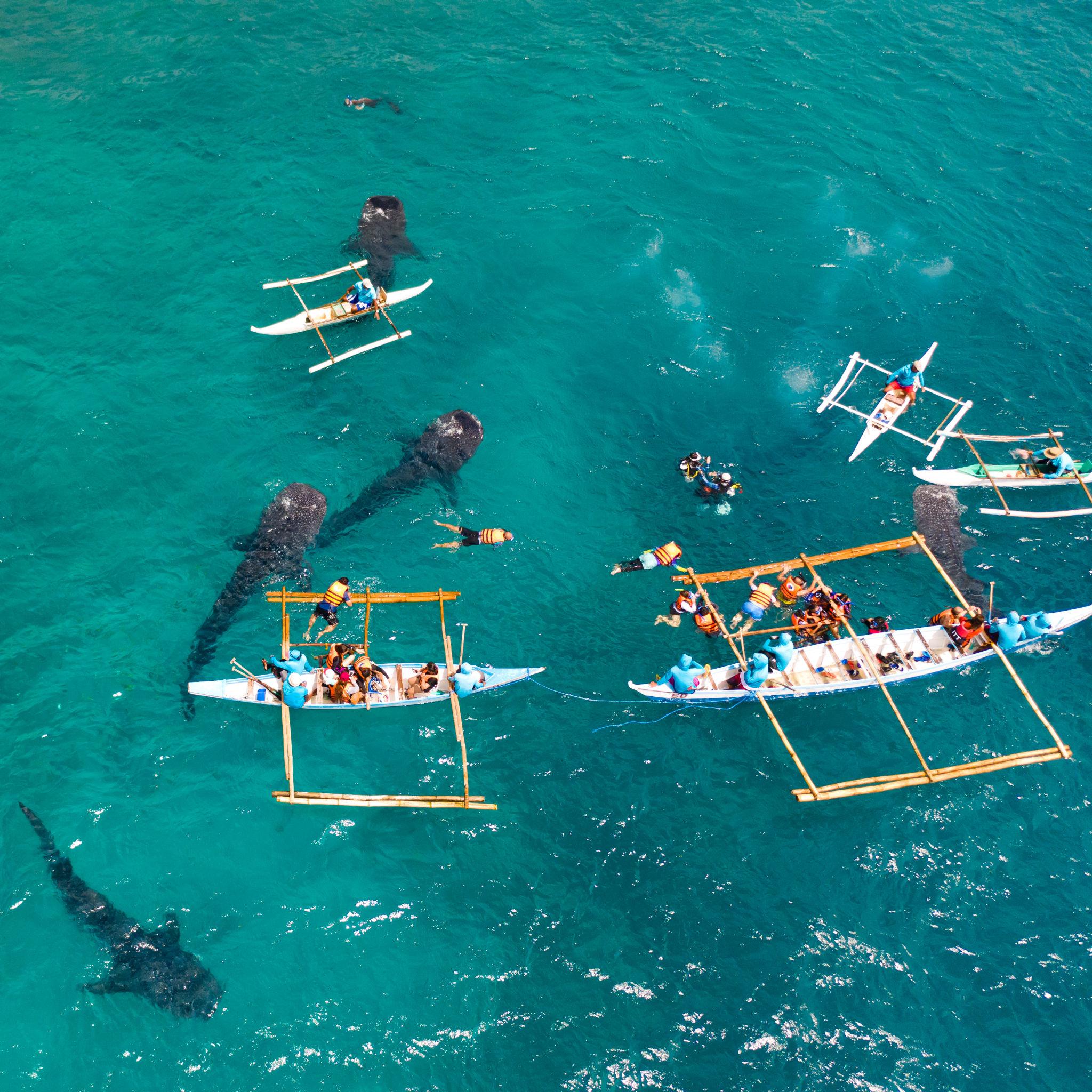 Image of The Heart of the Philippines: 8-Day Heritage & Marine Life Expedition