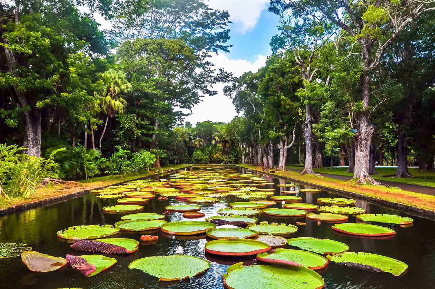 Discover North Mauritius: Botanical Gardens, Sugar Museum & Colonial Charm