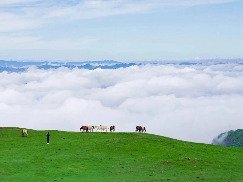 Image of Guizhou 19°C Wumeng Summer Escape 6 Days Tour