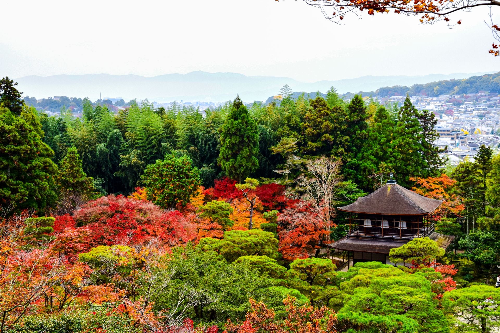 Image of Premium Japan Tour 7 Days | Tokyo, Kyoto & Kawaguchiko