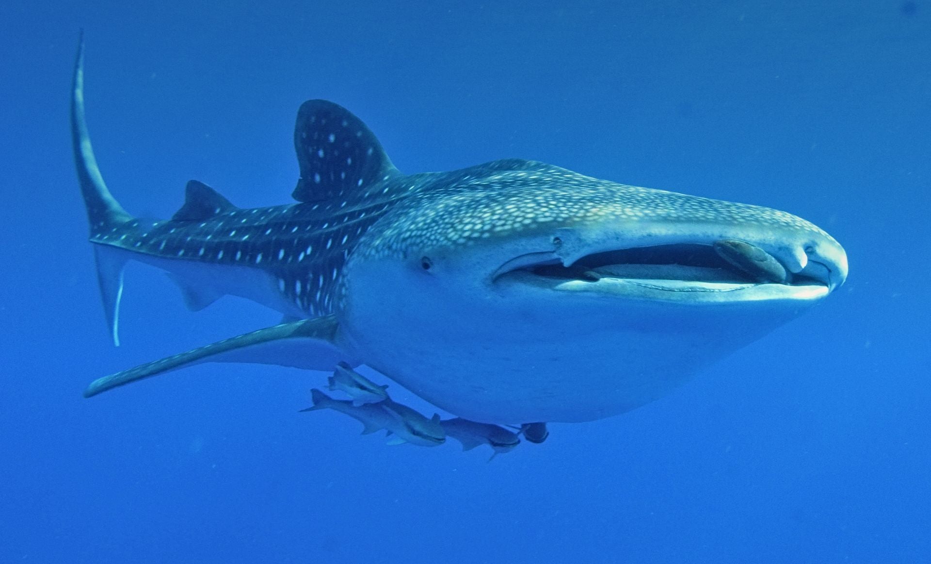 Image of Daymaniyat Islands Morning Boat Tour | Snorkeling & Dolphins