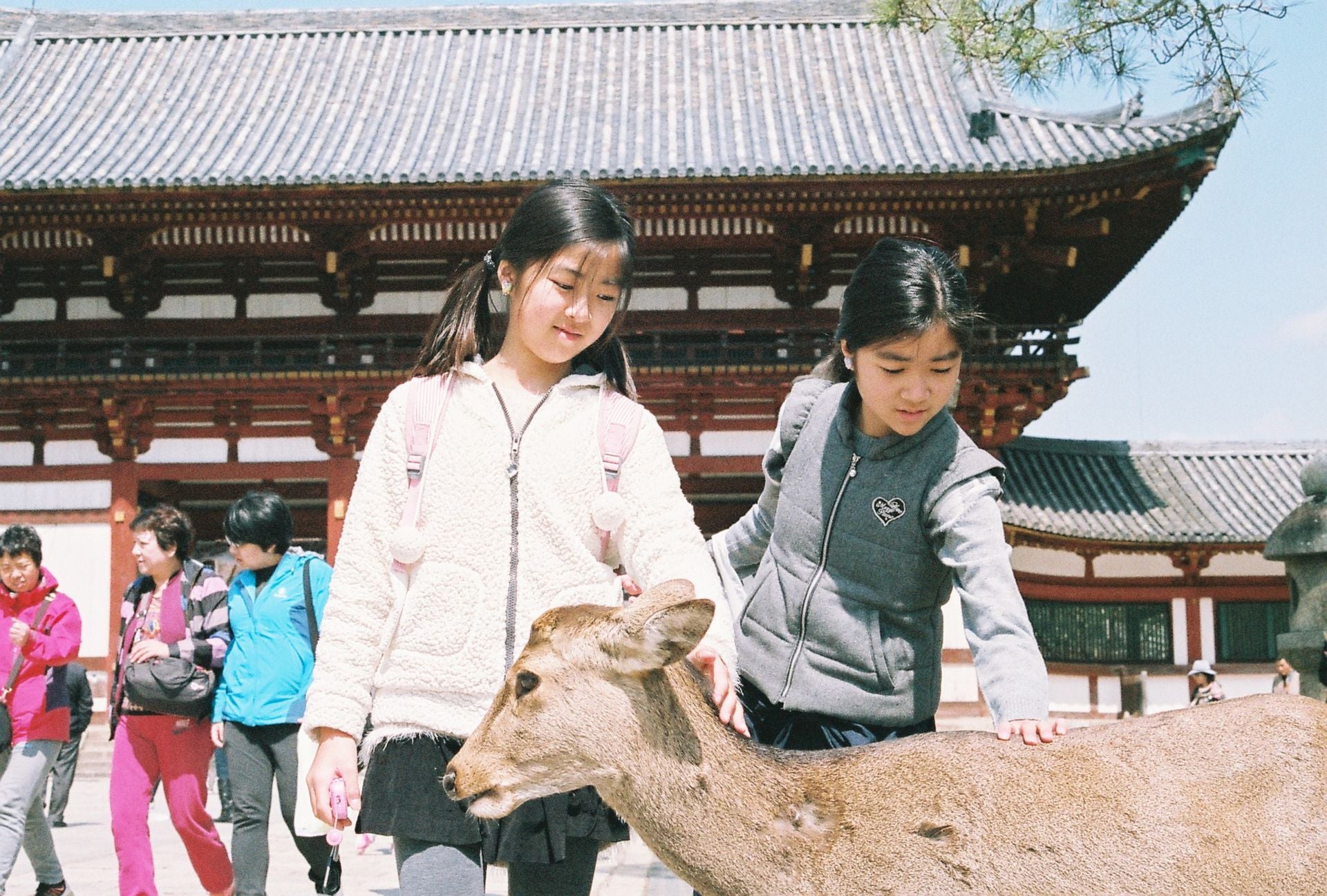 Image of Osaka Kyoto Nara Tour with Universal Studios | 5D4N Japan