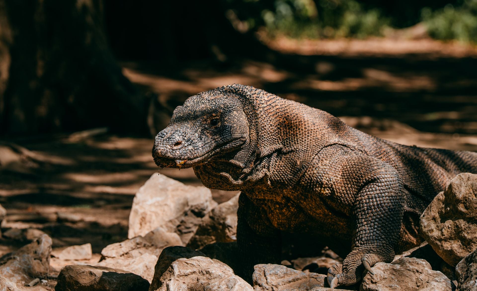 Image of Komodo Sailing Trip 3D2N | Luxury Phinisi & Standard Boat