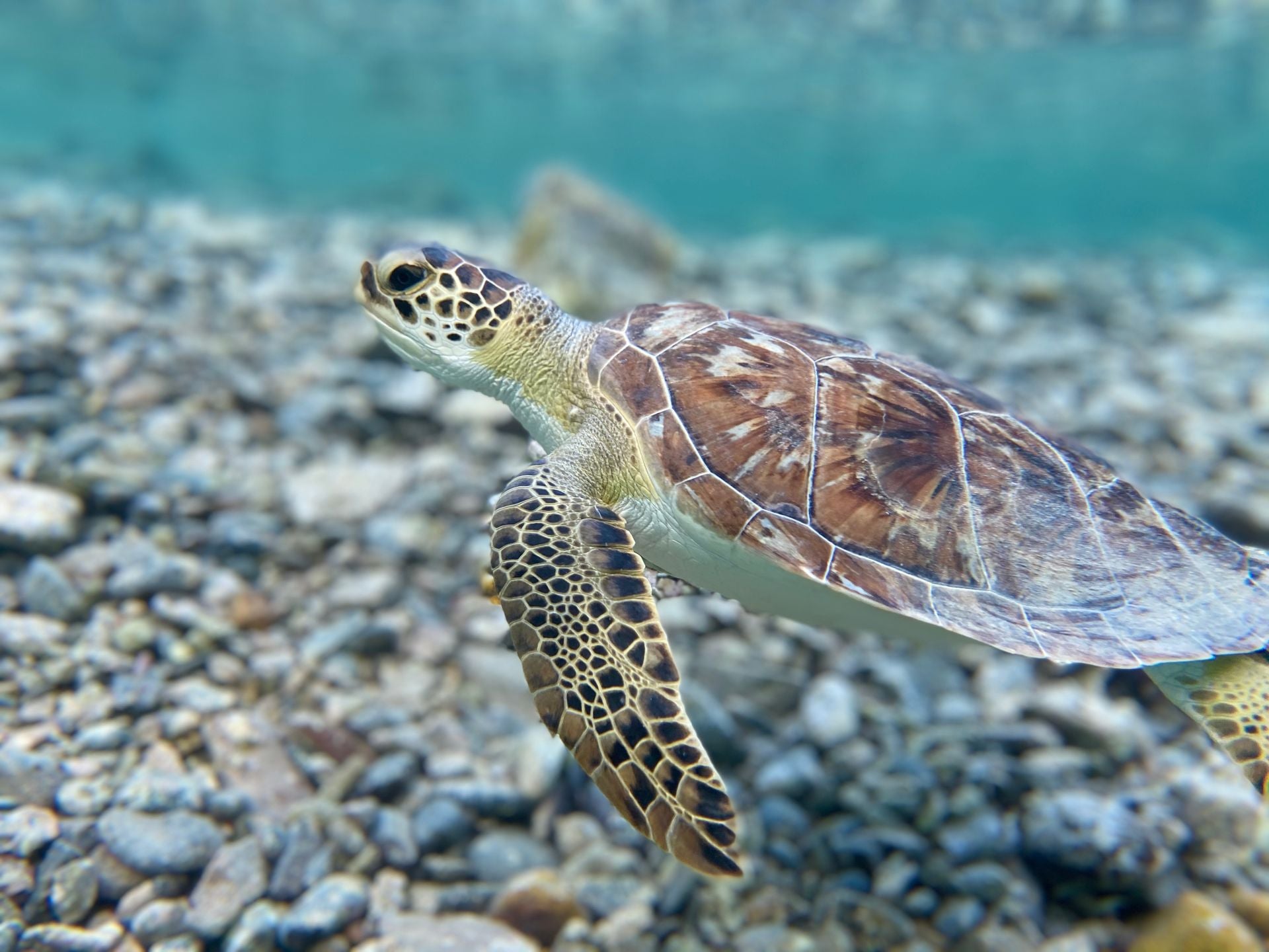 Image of Daymaniyat Islands 2-Tank Scuba Diving | Oman Marine Life