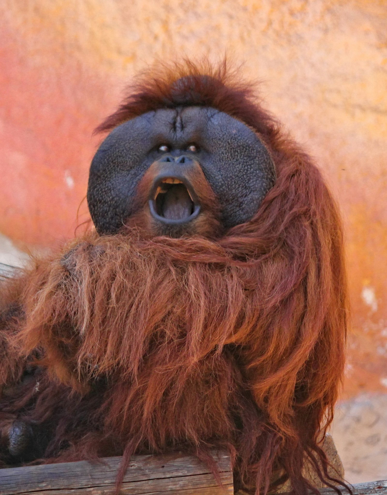 Image of Orangutan in Borneo