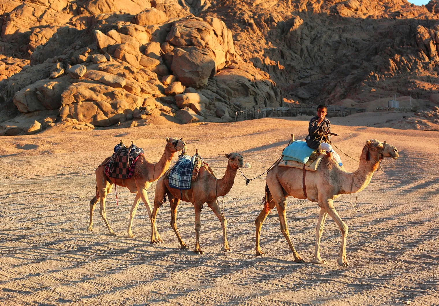 Image of Sharm El Sheikh Camel Safari – Sunset, Desert & Bedouin Dinner