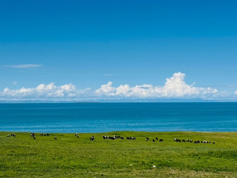 Image of 7-Day Hoh Xil Wild Trekking Tour: Qaidam Basin & Tibetan Wildlife Safari