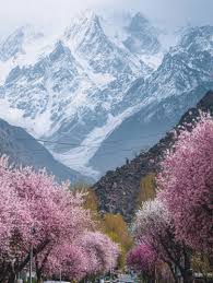 Image of Lahore to Hunza & Skardu Apricot Blossom Tour — Spring Valley Flowers 9-Day