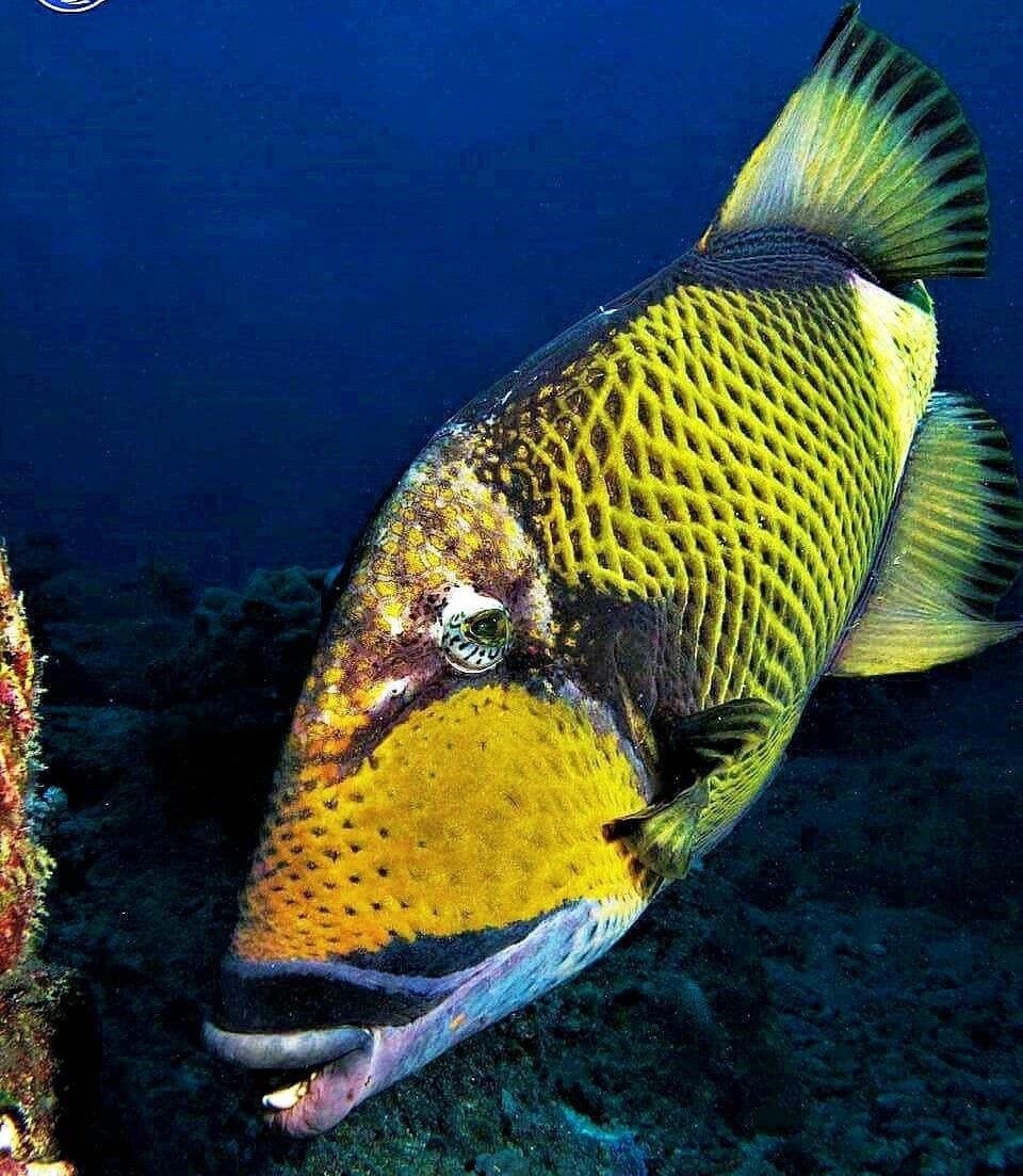 Image of Scuba Diving in Mauritius – Explore Coral Gardens & Historic Wrecks