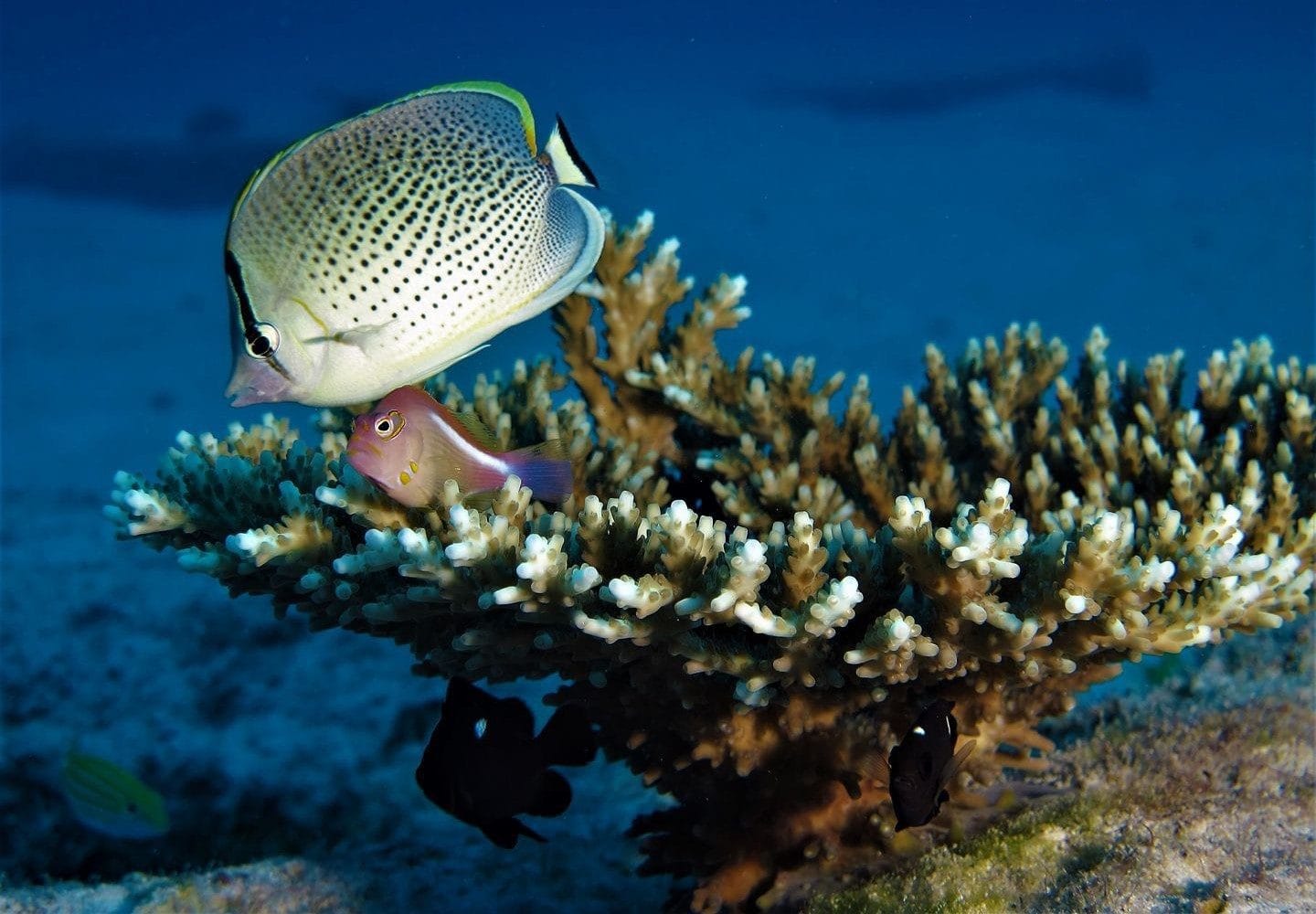 Scuba Diving in Mauritius – Explore Coral Gardens & Historic Wrecks