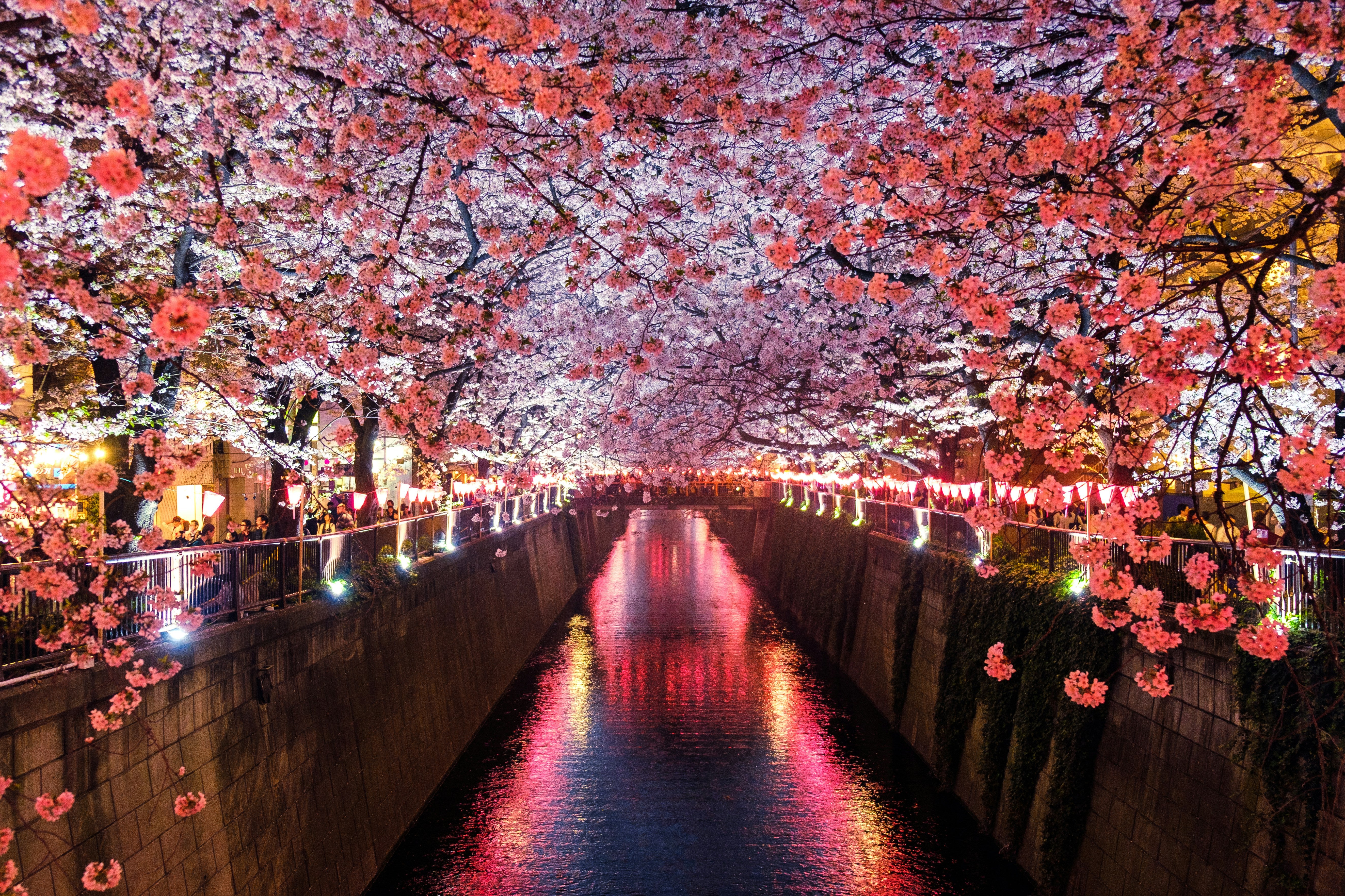 Image of Kyoto & Nara Cultural Day Tour: Fushimi Inari, Todaiji & Deer Park