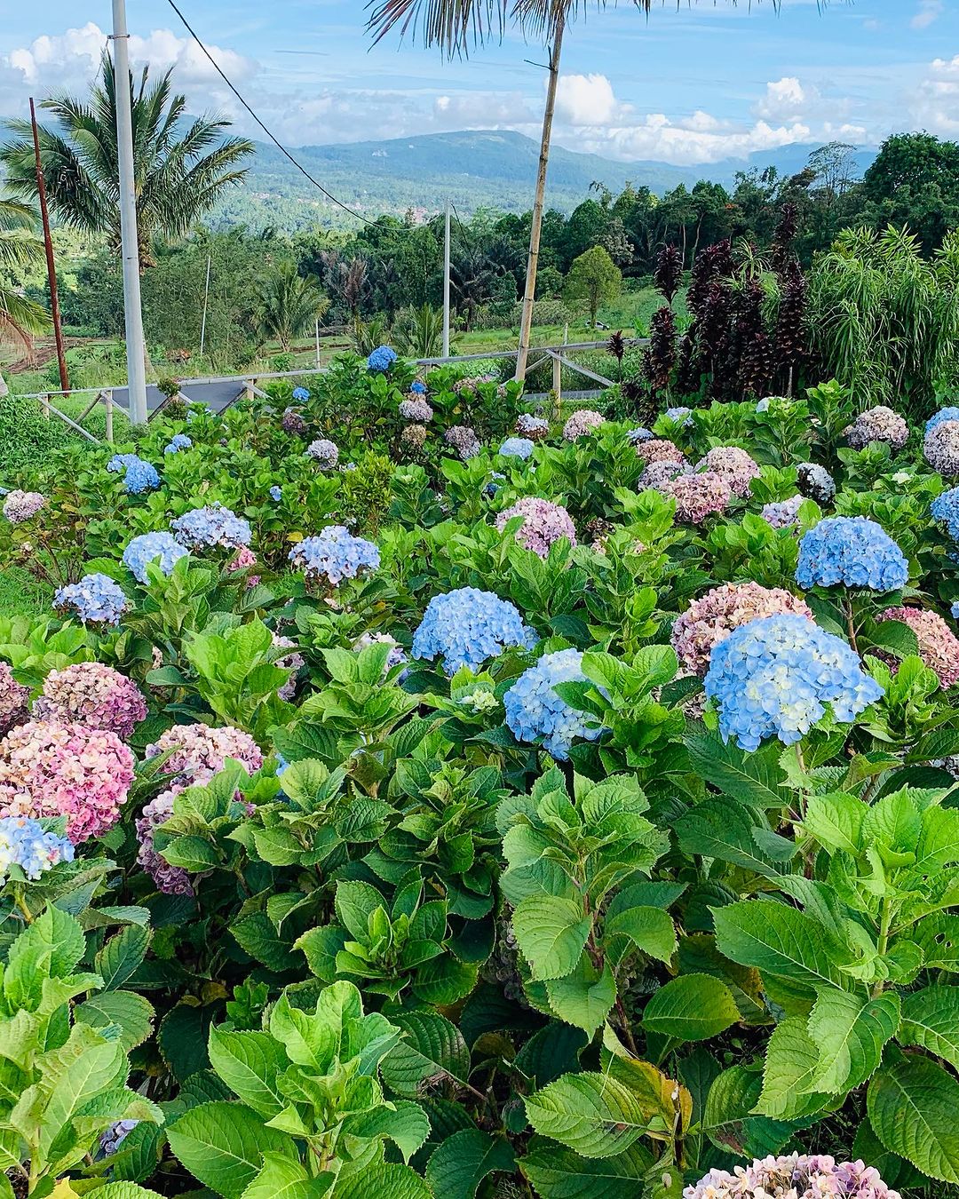 Manado Panorama: City Views, Highland Wonders & Lihaga Island