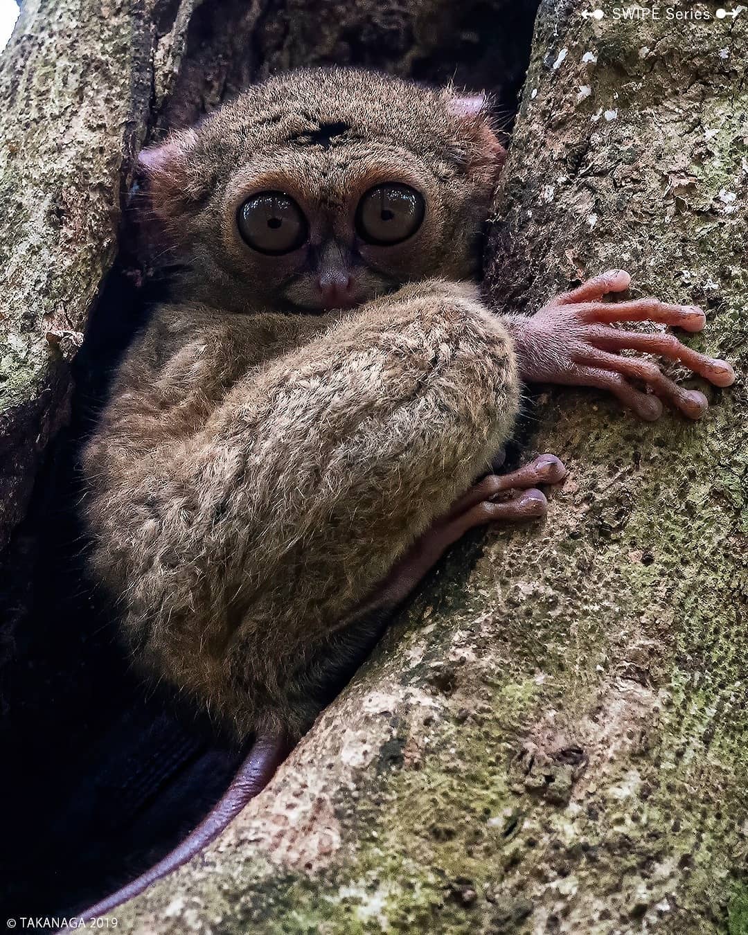 6D Manado & Tomohon Highlights: Tarsiers, Volcanoes & Bunaken