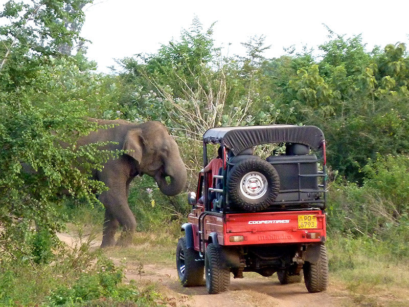 4D Discover Sri Lanka: Cities, Culture, Coastlines & Wildlife Adventure