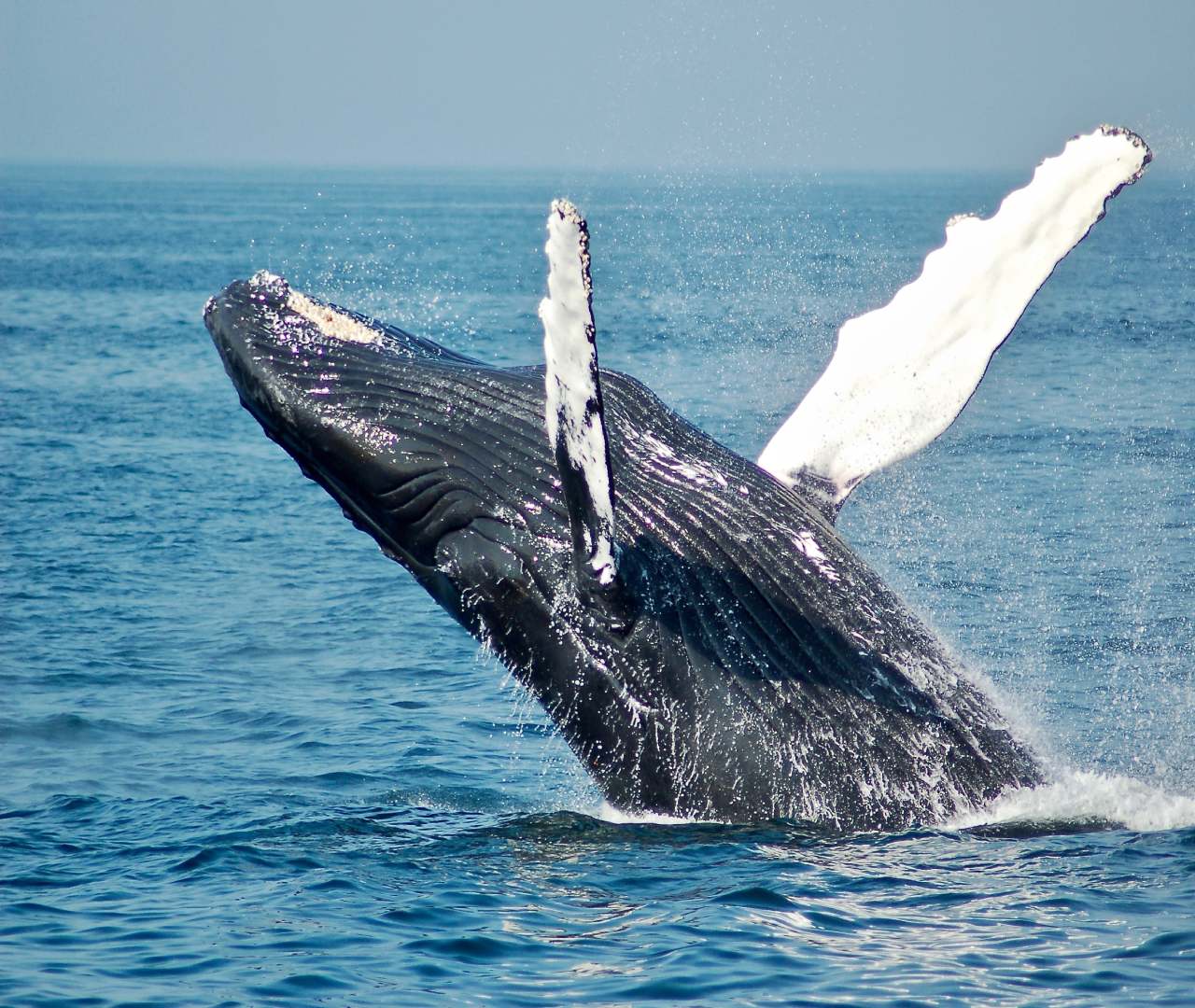 Mauritius Whale & Dolphin Safari – Nature’s Most Emotional Experience